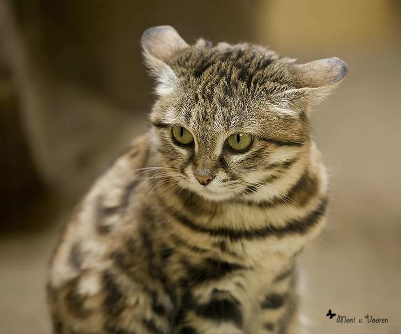 Schwarzfußkatze im Zoologischen Garten Wuppertal (Foto Moni von Vooren)