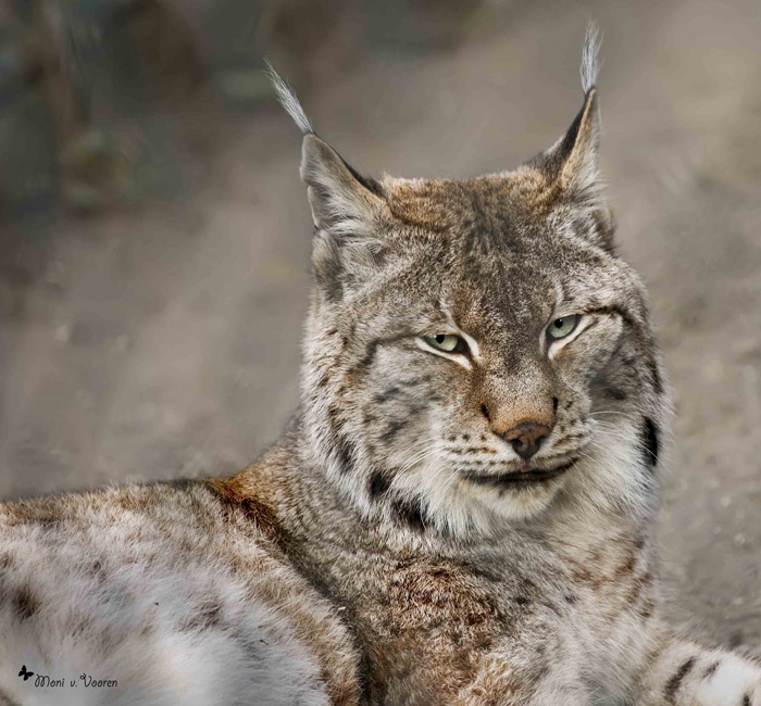 Sibirischer Luchs im Wuppertaler Zoo im Februar 2007 (Foto Moni von Vooren)