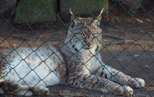 Sibirischer Luchs im Wuppertaler Zoo im Dezember 2008