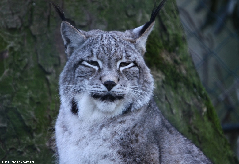 Sibirischer Luchs im Zoo Wuppertal im Dezember 2008 (Foto Peter Emmert)