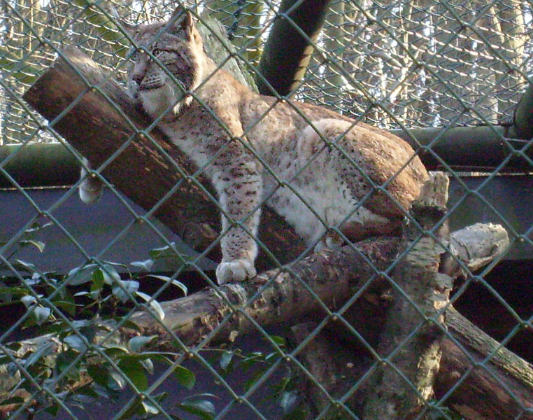 Sibirischer Luchs im Wuppertaler Zoo im Januar 2009