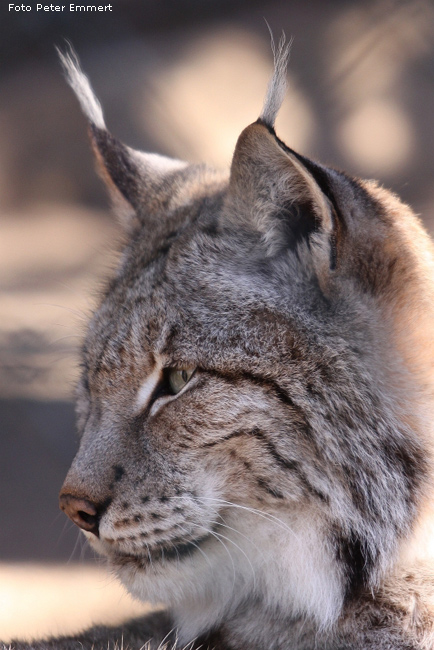 Sibirischer Luchs im Wuppertaler Zoo im Januar 2009 (Foto Peter Emmert)