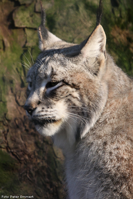 Sibirischer Luchs im Zoologischen Garten Wuppertal im Januar 2009 (Foto Peter Emmert)