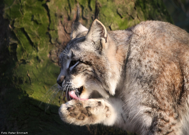 Sibirischer Luchs im Wuppertaler Zoo im Januar 2009 (Foto Peter Emmert)