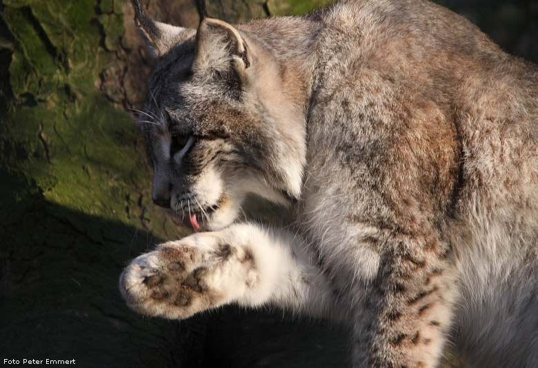 Sibirischer Luchs im Zoo Wuppertal im Januar 2009 (Foto Peter Emmert)