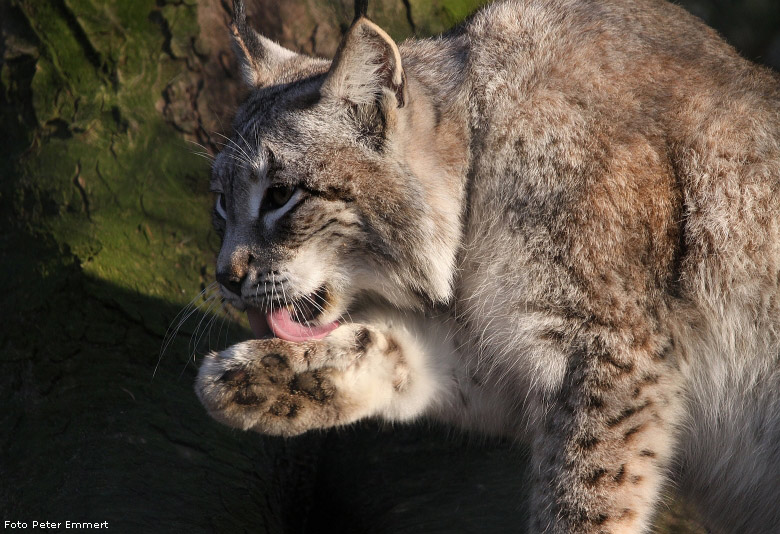 Sibirischer Luchs im Zoologischen Garten Wuppertal im Januar 2009 (Foto Peter Emmert)