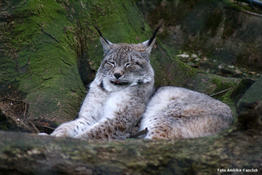 Sibirischer Luchs im Zoologischen Garten Wuppertal am 11. Dezember 2011 (Foto Ambika-Fanclub)