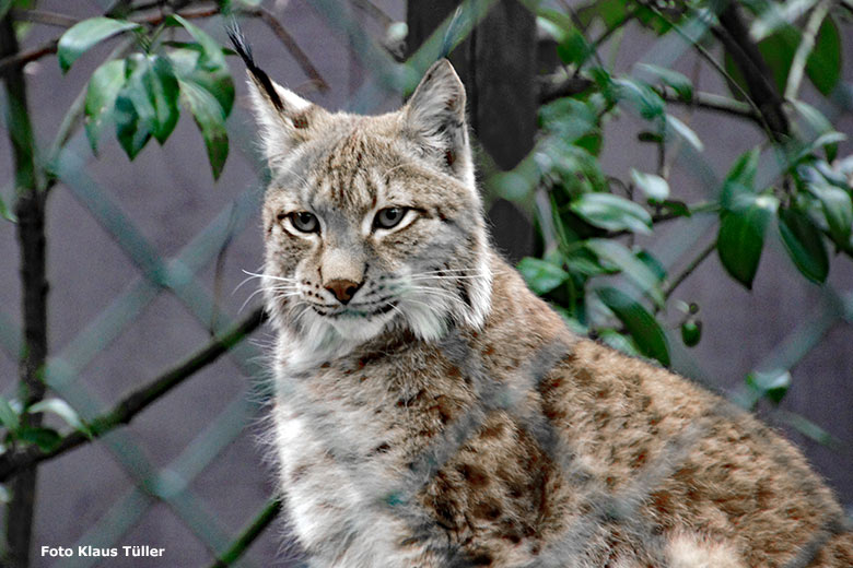 Weiblicher Sibirischer Luchs ISSABELLE am 1. Mai 2013 im Wuppertaler Zoo (Foto Klaus Tüller)