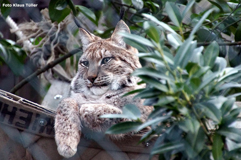 Männlicher Sibirischer Luchs LINUS am 01. Januar 2014 im Zoologischen Garten Wuppertal (Foto Klaus Tüller)