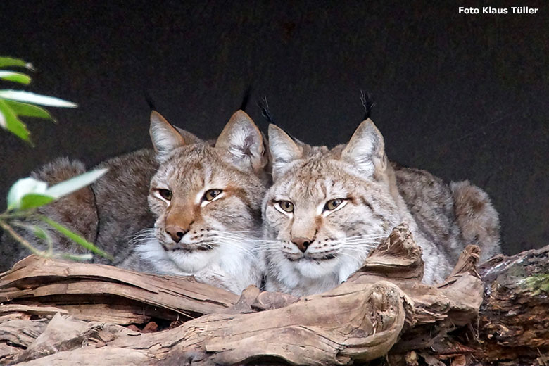 Sibirisches Luchs-Geschwisterpaar LINUS und ISSABELLE am 30. Januar 2014 im Grünen Zoo Wuppertal (Foto Klaus Tüller)