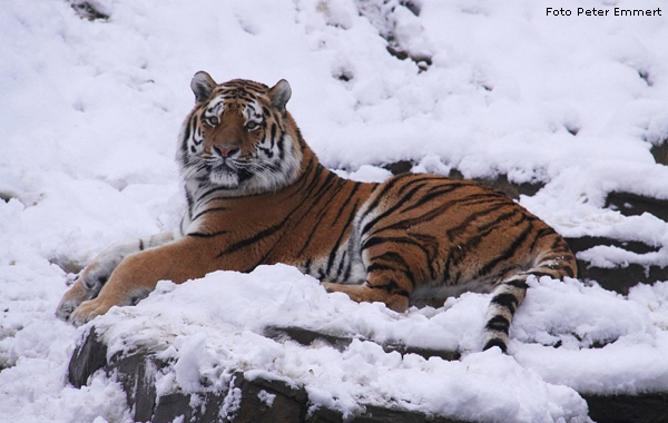 Sibirischer Tiger im Schnee im Zoologischen Garten Wuppertal im Dezember 2008 (Foto Peter Emmert)