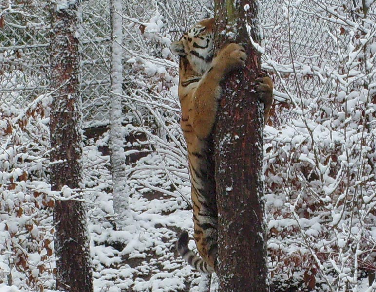 Sibirischer Tigerkater Mandschu im Zoologischen Garten Wuppertal im Mai 2008