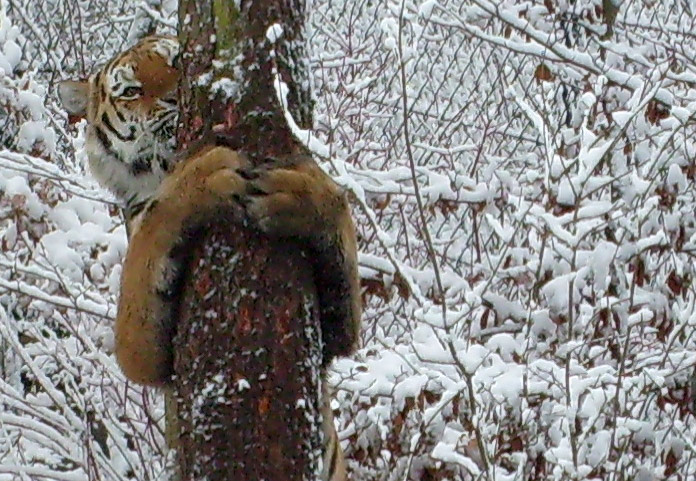 Sibirischer Tigerkater Wassja im Wuppertaler Zoo im November 2008