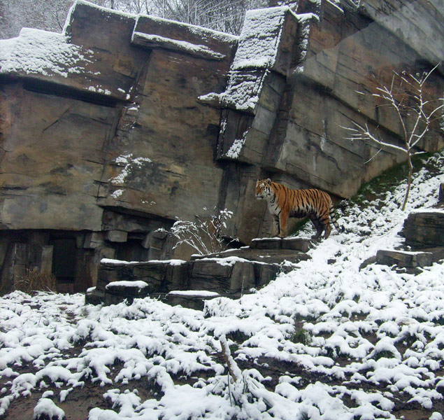 Sibirischer Tigerkater Mandschu im Zoologischen Garten Wuppertal im Mai 2008