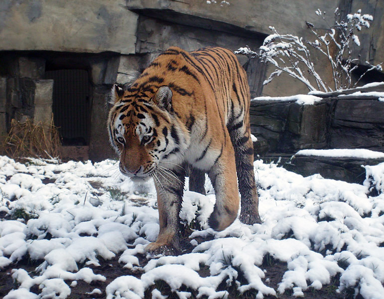 Sibirischer Tigerkater Wassja im Zoo Wuppertal im November 2008