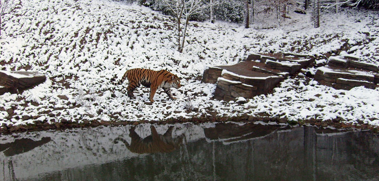 Sibirischer Tigerkater Mandschu im Zoologischen Garten Wuppertal im Mai 2008