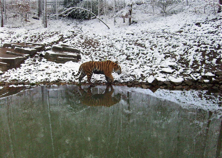 Sibirischer Tigerkater Wassja im Wuppertaler Zoo im November 2008