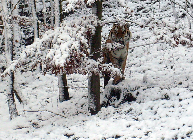 Sibirischer Tigerkater Mandschu im Zoologischen Garten Wuppertal im Mai 2008