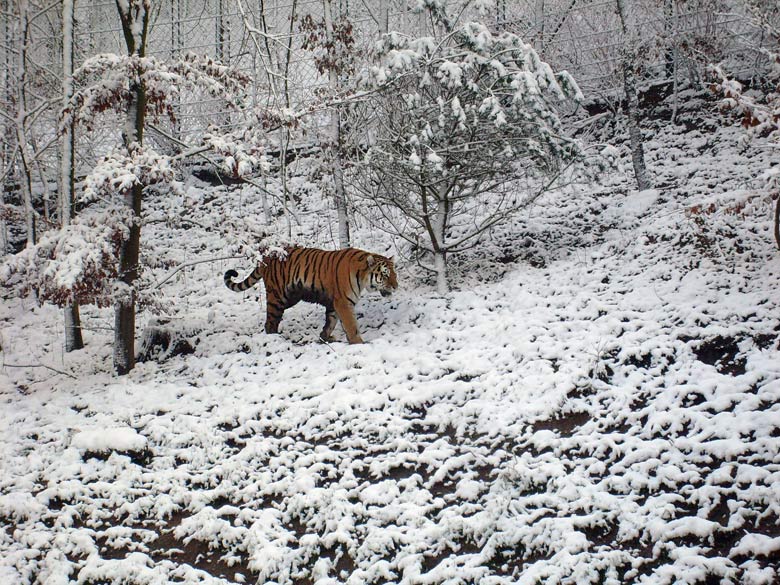 Sibirischer Tigerkater Wassja im Wuppertaler Zoo im November 2008