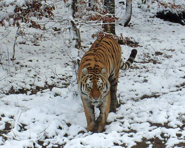 Sibirischer Tigerkater Wassja im Zoo Wuppertal im November 2008