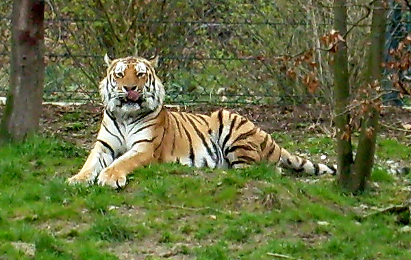 Sibirischer Tiger im Wuppertaler Zoo im April 2008