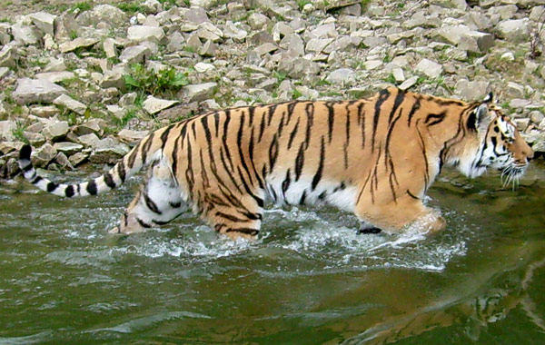 Tiger im Wuppertaler Zoo im April 2008