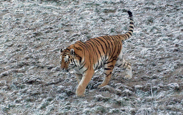 Sibirischer Tiger im Wuppertaler Zoo im Dezember 2008