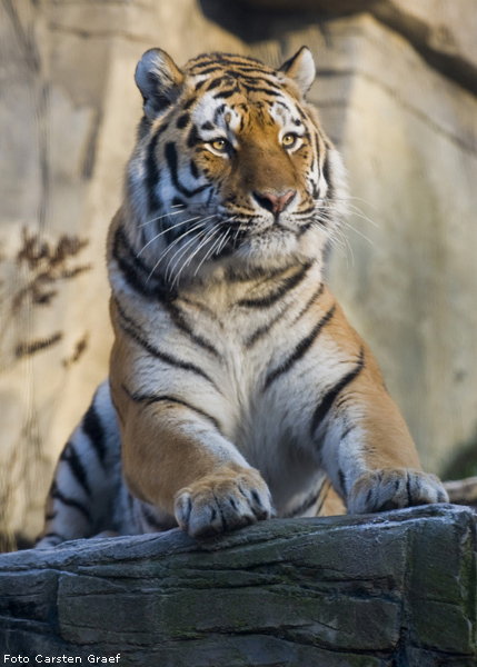 Sibirischer Tiger im Zoo Wuppertal im Dezember 2008 (Foto Carsten Graef)