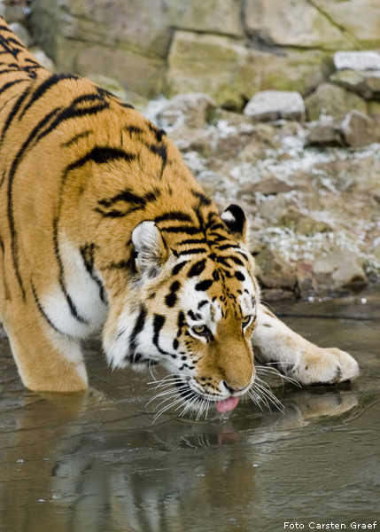 Sibirischer Tiger im Zoologischen Garten Wuppertal im Dezember 2008 (Foto Carsten Graef)