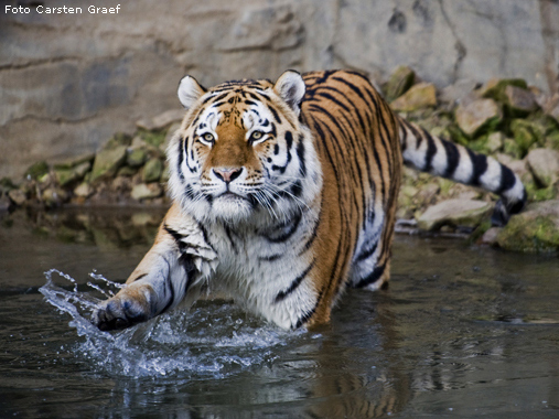 Sibirischer Tiger im Wuppertaler Zoo im Dezember 2008 (Foto Carsten Graef)