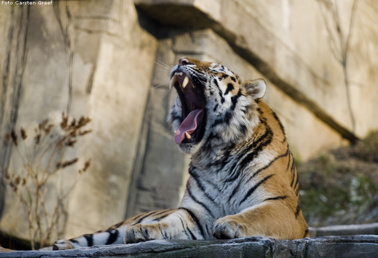 Sibirischer Tiger im Wuppertaler Zoo im Dezember 2008 (Foto Carsten Graef)