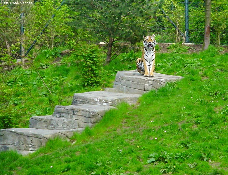 Sibirischer Tiger im Zoo Wuppertal im Mai 2008 (Foto Frank Gennes)