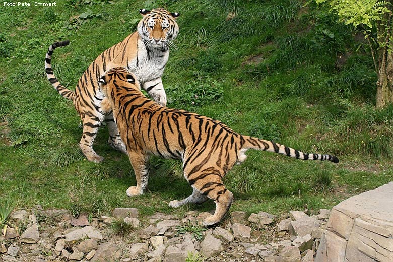 Sibirische Tiger im Zoologischen Garten Wuppertal im August 2008 (Foto Peter Emmert)