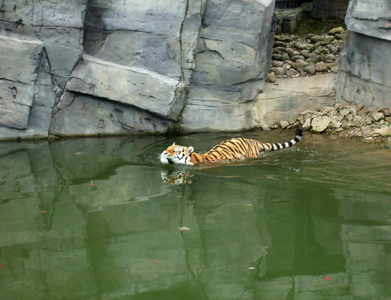 Sibirischer Tiger im Wuppertaler Zoo im April 2009