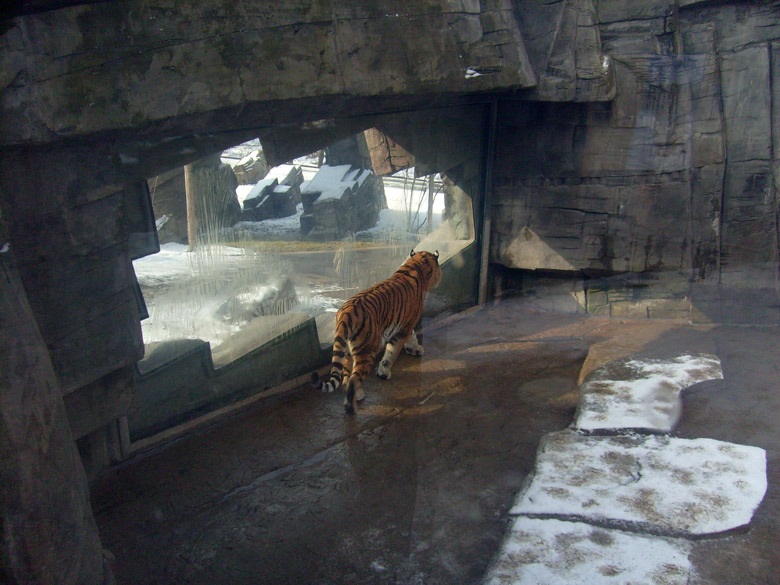 Sibirischer Tiger im Zoologischen Garten Wuppertal im Februar 2009