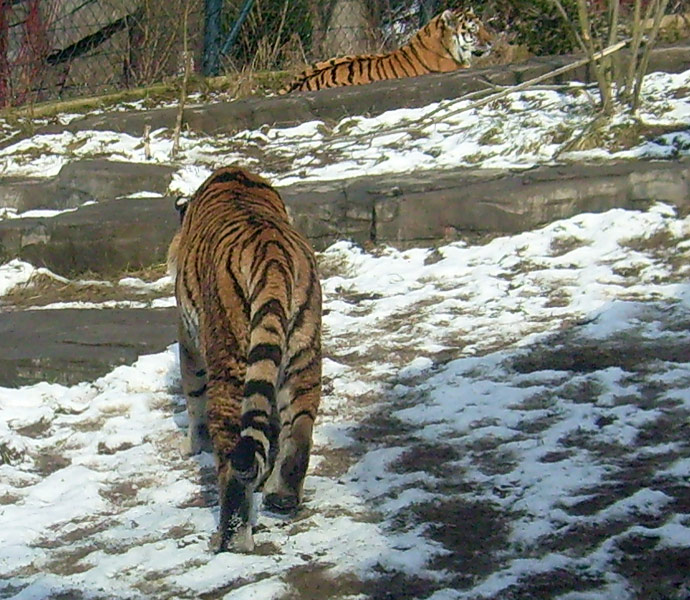 Sibirische Tiger im Zoo Wuppertal im Februar 2009