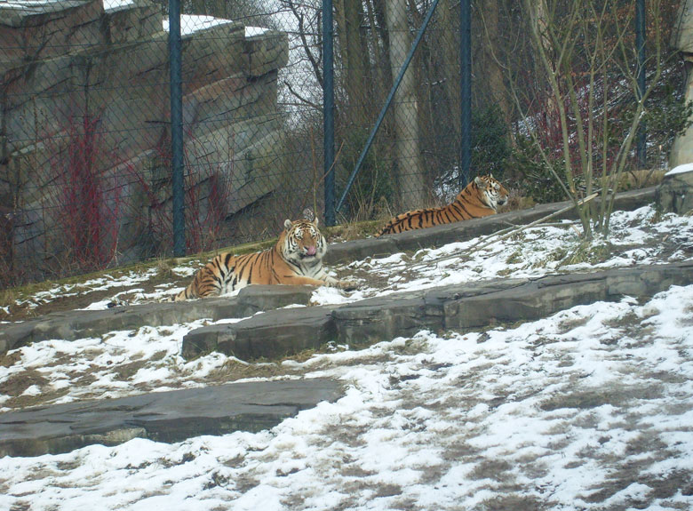 Sibirische Tiger im Zoologischen Garten Wuppertal im Februar 2009