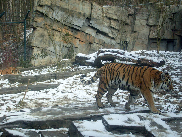 Sibirische Tiger im Zoo Wuppertal im Februar 2009