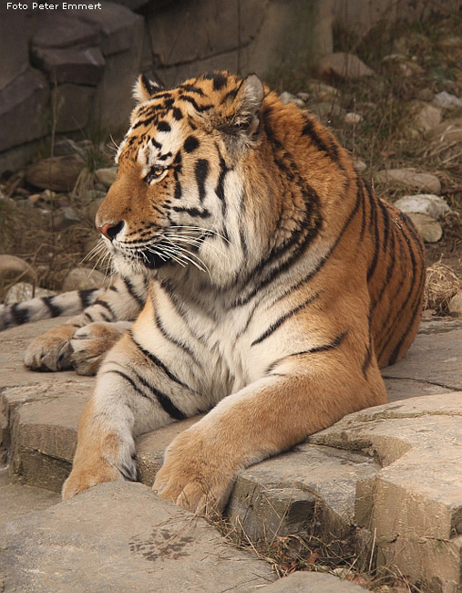 Sibirischer Tiger im Wuppertaler Zoo im Februar 2009 (Foto Peter Emmert)