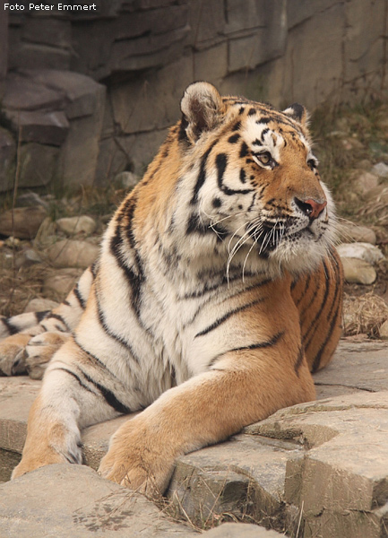 Sibirischer Tiger im Zoo Wuppertal im Februar 2009 (Foto Peter Emmert)