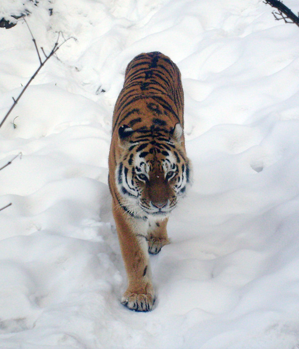 Sibirischer Tiger im Wuppertaler Zoo am 15. Februar 2010