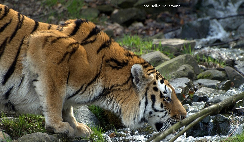 Sibirischer Tiger im Zoologischen Garten Wuppertal im März 2010 (Foto Heiko Hausmann)