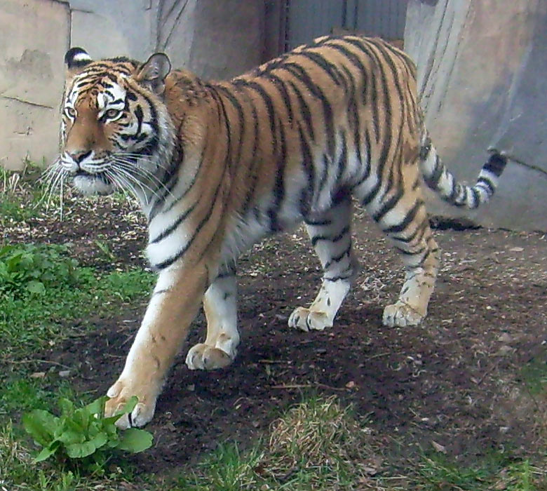 Sibirische Tigerin Mymoza im Zoologischen Garten Wuppertal am 31. März 2010