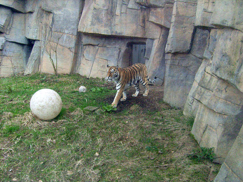 Sibirische Tigerkatze Mymoza im Wuppertaler Zoo am 31. März 2010