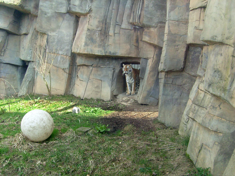 Sibirische Tigerin Mymoza im Zoo Wuppertal am 31. März 2010