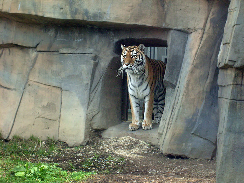 Sibirische Tigerkatze Mymoza im Wuppertaler Zoo am 31. März 2010