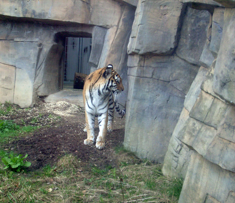 Sibirische Tigerin Mymoza im Zoologischen Garten Wuppertal am 31. März 2010