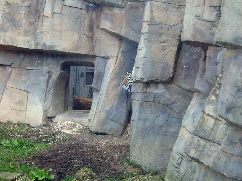 Sibirische Tigerin Mymoza im Zoo Wuppertal am 31. März 2010