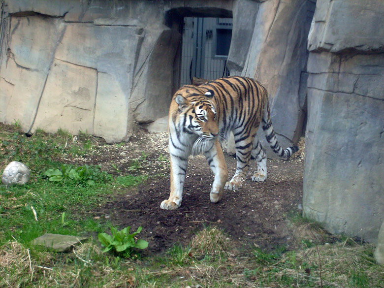 Sibirische Tigerin Mymoza im Zoologischen Garten Wuppertal am 31. März 2010