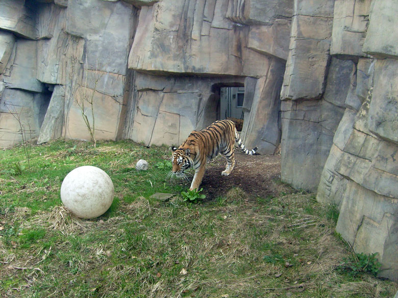 Sibirische Tigerin Mymoza im Zoo Wuppertal am 31. März 2010